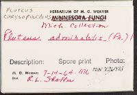 Pluteus admirabilis image