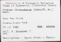 Pluteus chrysophaeus image