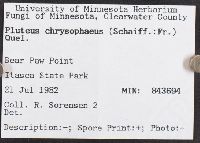 Pluteus chrysophaeus image