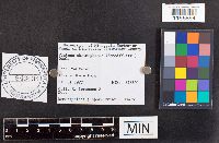 Pluteus chrysophaeus image