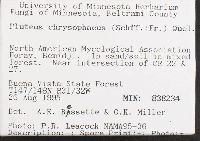 Pluteus chrysophaeus image