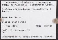 Pluteus chrysophaeus image