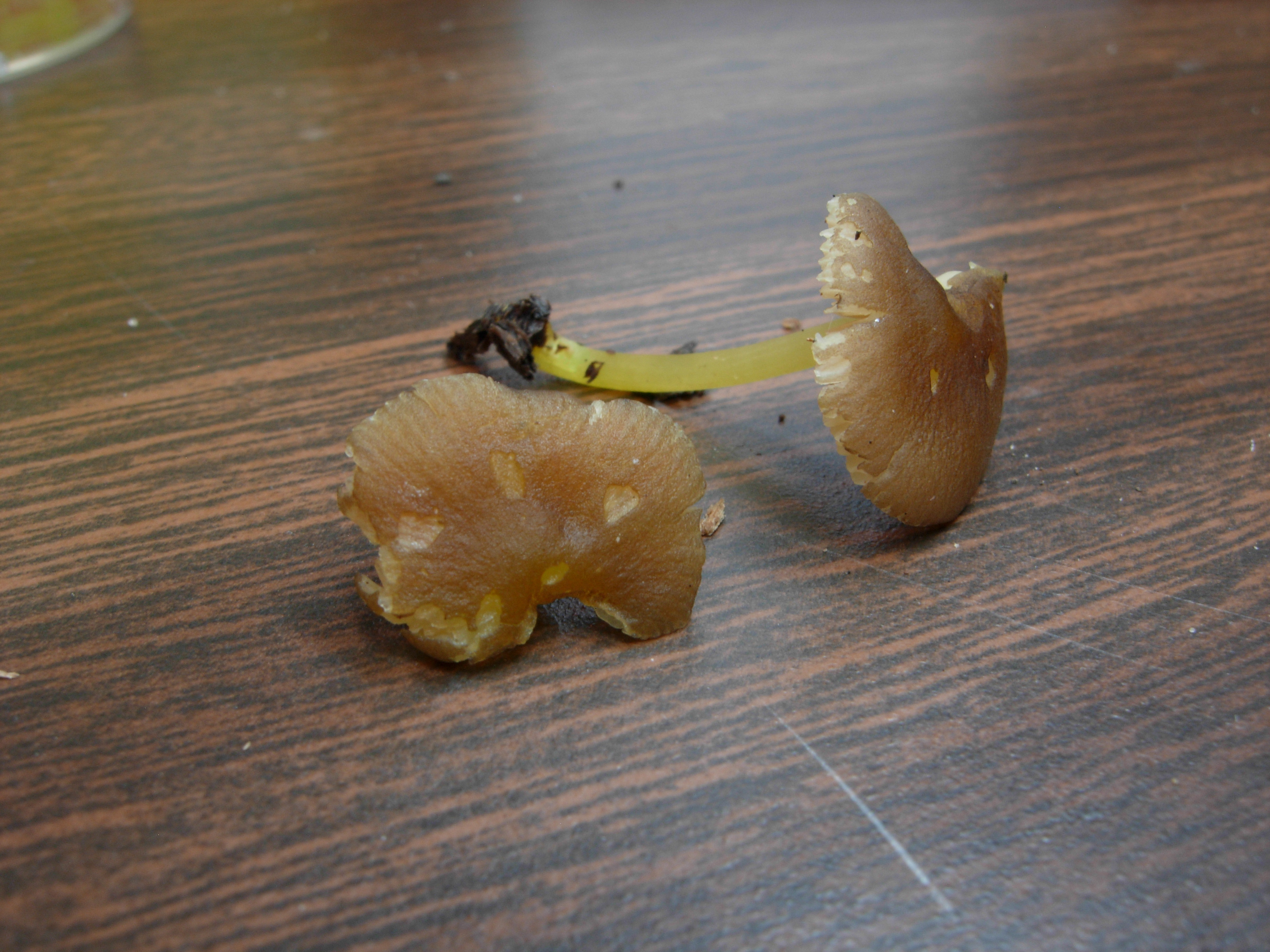 Pluteus romellii image