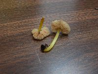 Pluteus romellii image