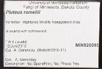 Pluteus romellii image