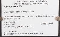 Pluteus romellii image