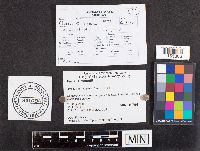Pluteus romellii image