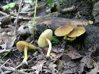 Pluteus romellii image
