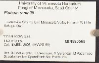 Pluteus romellii image