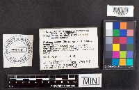 Pluteus nanus image