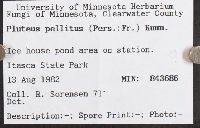 Pluteus pellitus image