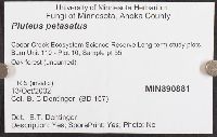 Pluteus petasatus image