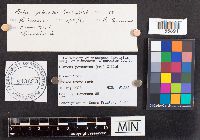 Pluteus petasatus image