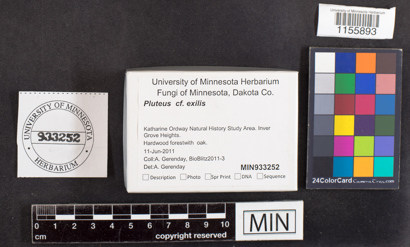 Pluteus exilis image
