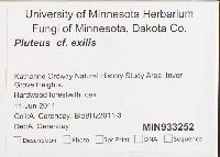 Pluteus exilis image