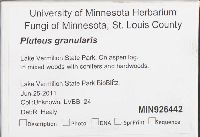 Pluteus granularis image