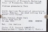 Pluteus granularis image