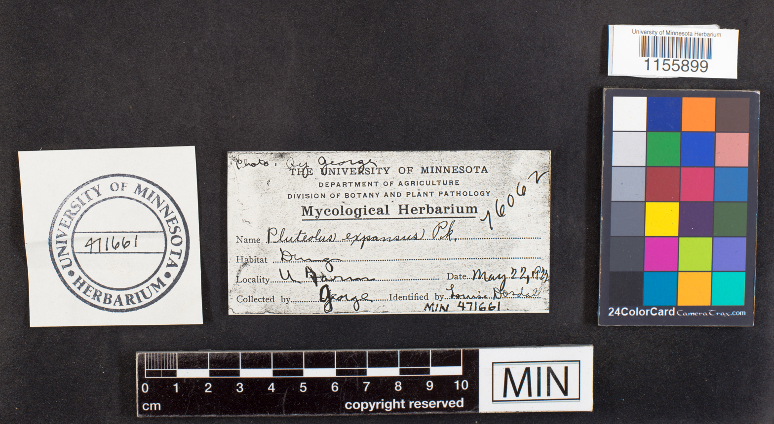 Pluteolus expansus image