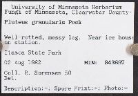 Pluteus granularis image