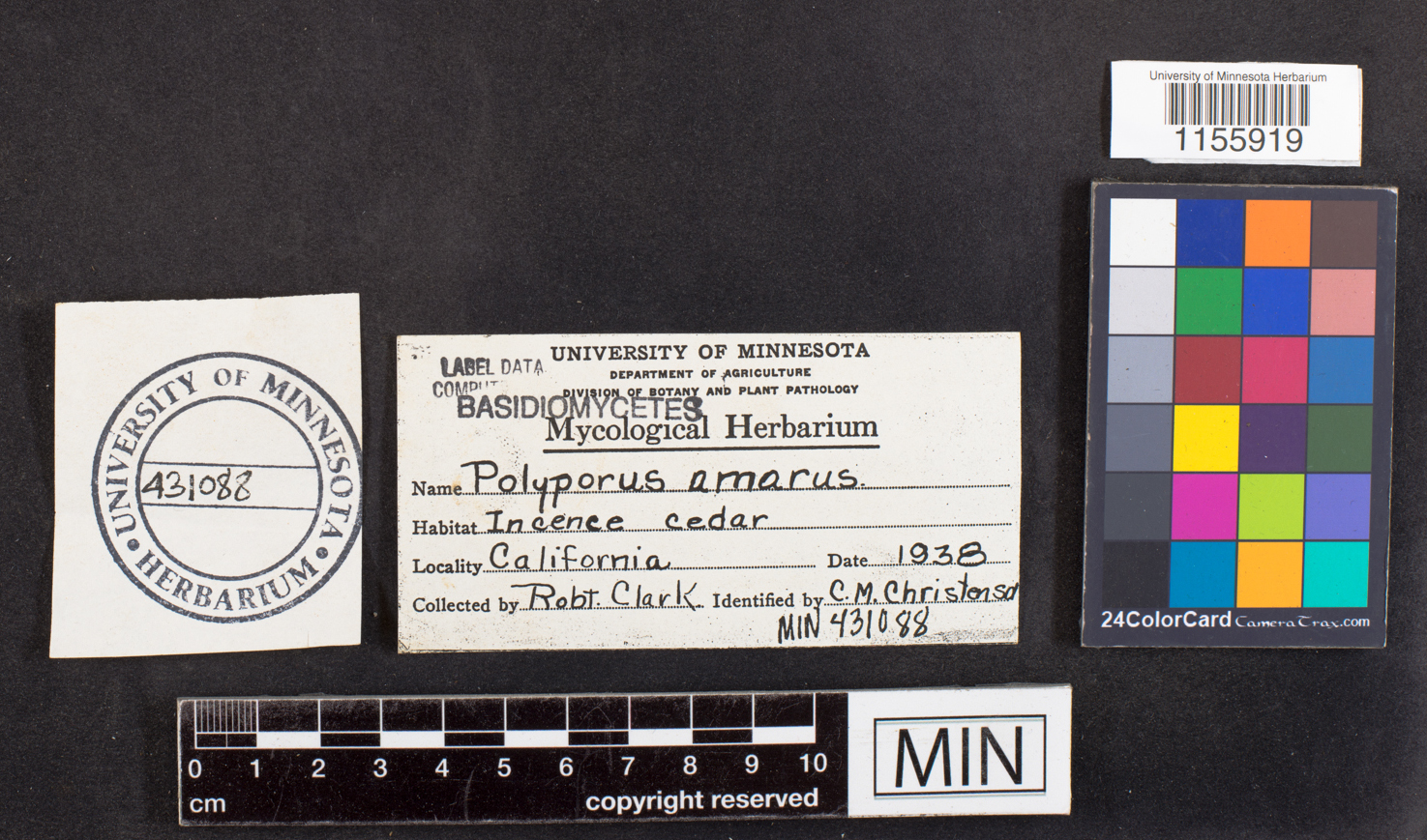 Tyromyces amarus image