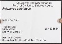 Pycnoporellus alboluteus image