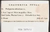 Trichaptum abietinum image