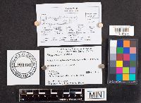 Neofavolus alveolaris image