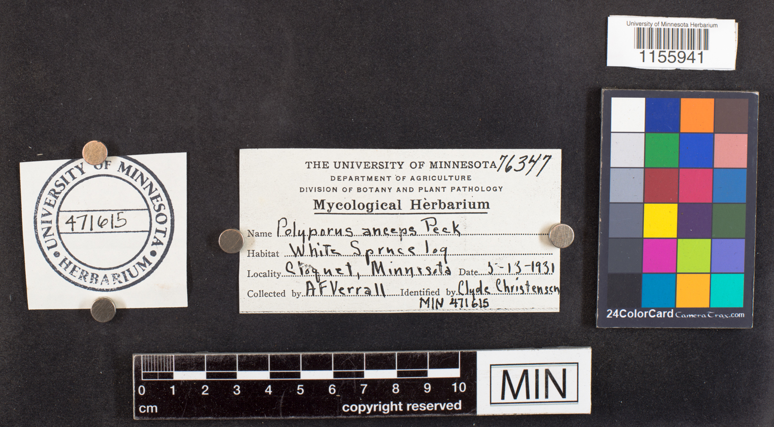 Dichomitus squalens image