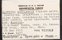 Polyporus arcularius image