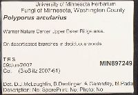 Polyporus arcularius image