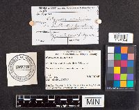 Polyporus arcularius image