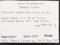 Polyporus arcularius image