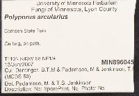 Polyporus arcularius image