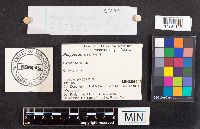 Polyporus arcularius image