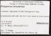 Polyporus arcularius image