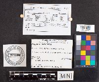 Polyporus arcularius image