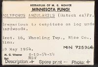 Polyporus arcularius image