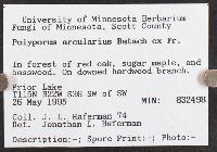 Polyporus arcularius image