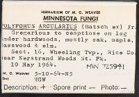 Polyporus arcularius image