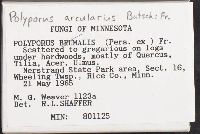 Polyporus arcularius image