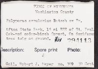 Polyporus arcularius image