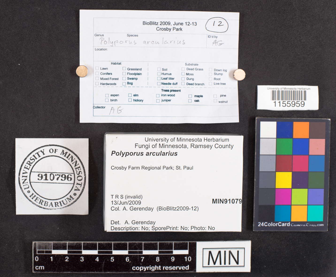 Polyporus arcularius image