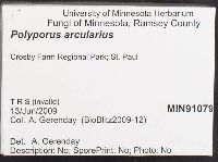 Polyporus arcularius image