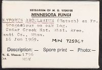 Polyporus arcularius image