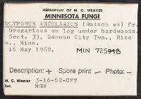 Polyporus arcularius image