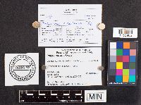 Polyporus arcularius image