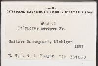 Picipes badius image