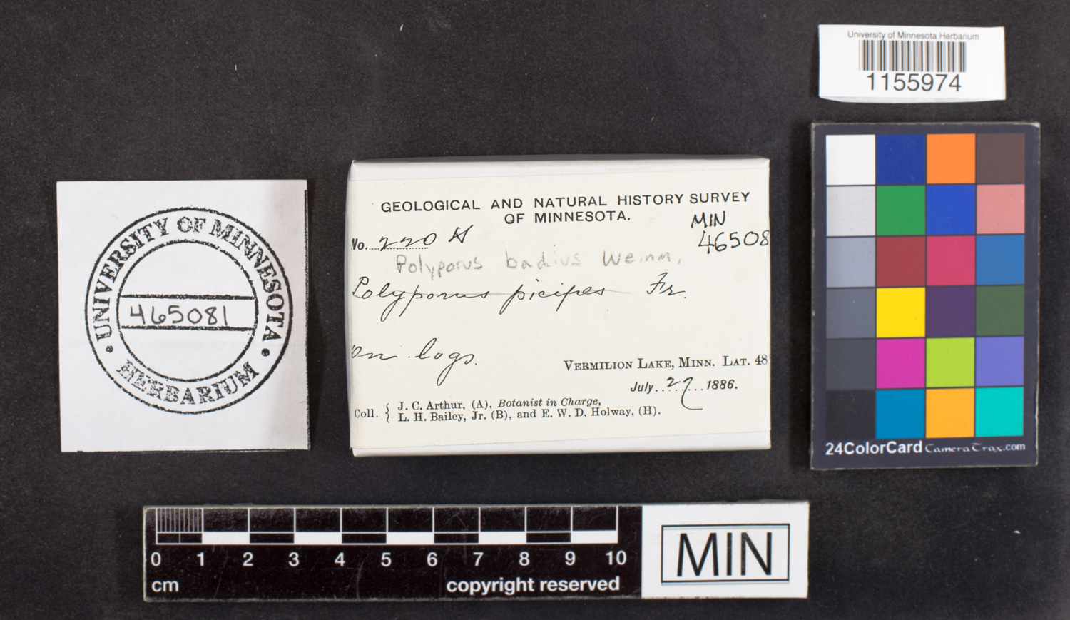 Polyporus picipes image