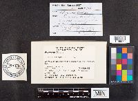 Picipes badius image