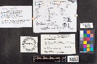 Picipes badius image